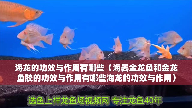 海龍的功效與作用有哪些（海晏金龍魚和金龍魚膠的功效與作用有哪些海龍的功效與作用）