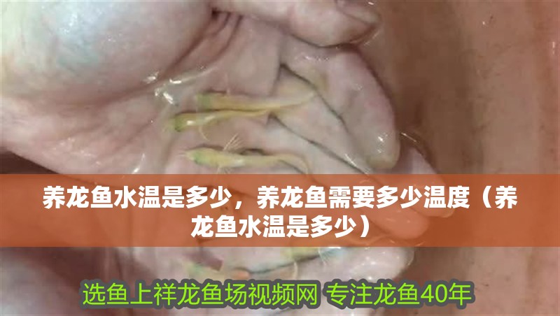 養龍魚水溫是多少，養龍魚需要多少溫度（養龍魚水溫是多少）