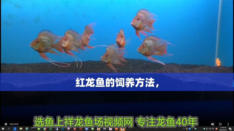 紅龍魚的飼養方法， 紅龍魚的飼養方法， 觀賞魚百科 第4張