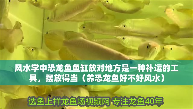 風水學中恐龍魚魚缸放對地方是一種補運的工具，擺放得當（養恐龍魚好不好風水） 風水學中恐龍魚魚缸放對地方是一種補運的工具，擺放得當（養恐龍魚好不好風水） 觀賞魚百科