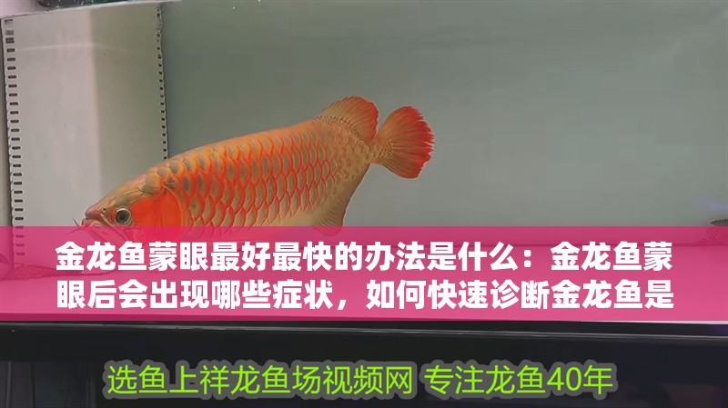 金龍魚蒙眼最好最快的辦法是什么：金龍魚蒙眼后會出現(xiàn)哪些癥狀，如何快速診斷金龍魚是否蒙眼