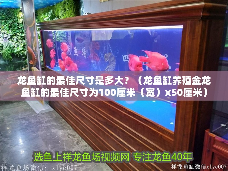 龍魚缸的最佳尺寸是多大？（龍魚缸養(yǎng)殖金龍魚缸的最佳尺寸為100厘米（寬）x50厘米）
