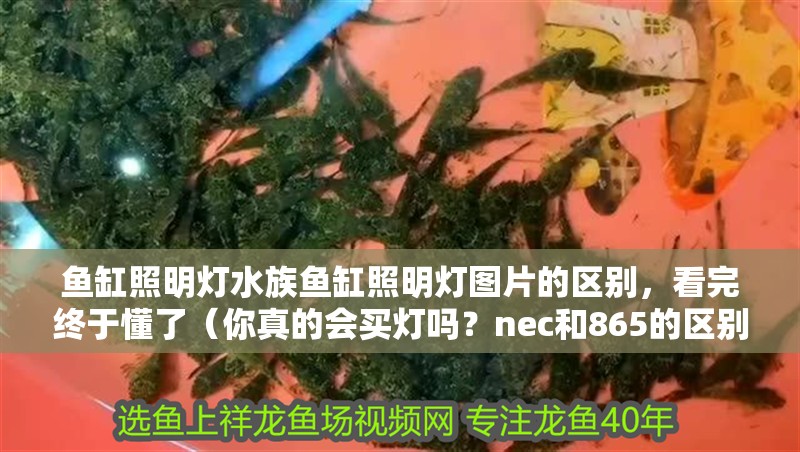 魚缸照明燈水族魚缸照明燈圖片的區別，看完終于懂了（你真的會買燈嗎？nec和865的區別，看完終于懂了！）