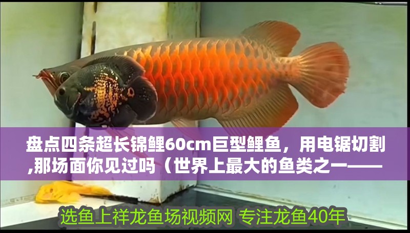 盤點四條超長錦鯉60cm巨型鯉魚，用電鋸切割,那場面你見過嗎（世界上最大的魚類之一——巨型鯉魚）