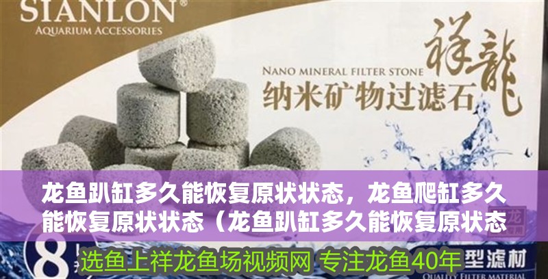 龍魚趴缸多久能恢復原狀狀態(tài)，龍魚爬缸多久能恢復原狀狀態(tài)（龍魚趴缸多久能恢復原狀態(tài)）
