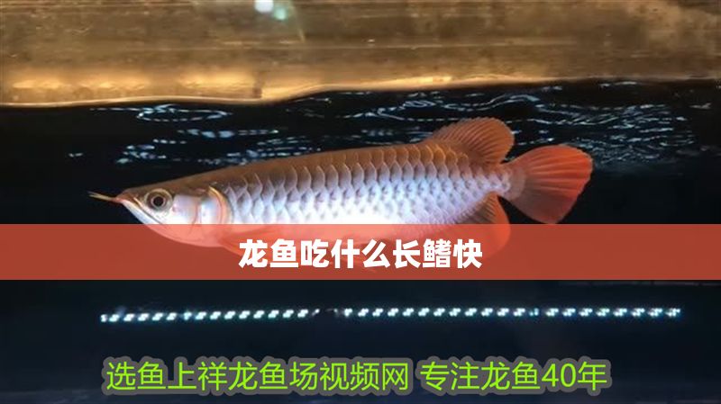 龍魚吃什么長鰭快 龍魚吃什么長鰭快 龍魚百科 第2張