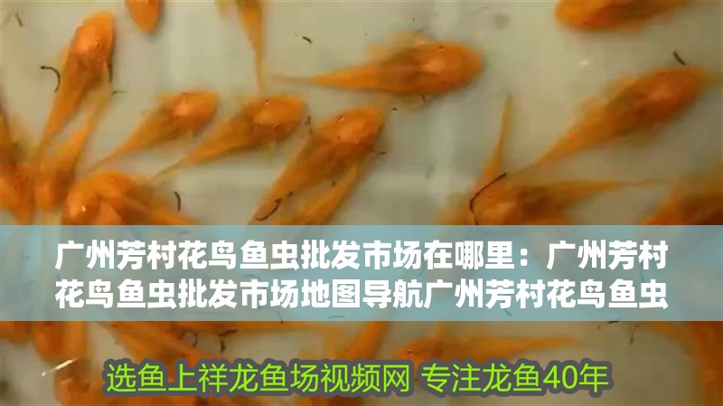 廣州芳村花鳥魚蟲批發市場在哪里：廣州芳村花鳥魚蟲批發市場地圖導航廣州芳村花鳥魚蟲批發市場地圖