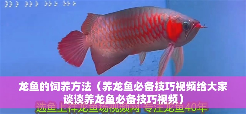 龍魚的飼養方法（養龍魚必備技巧視頻給大家談談養龍魚必備技巧視頻） 龍魚的飼養方法（養龍魚必備技巧視頻給大家談談養龍魚必備技巧視頻） 觀賞魚百科