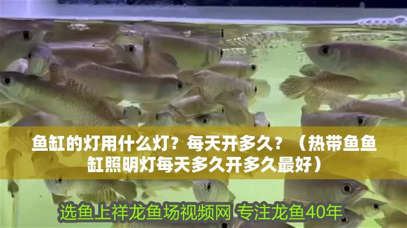 魚缸的燈用什么燈？每天開多久？（熱帶魚魚缸照明燈每天多久開多久最好）