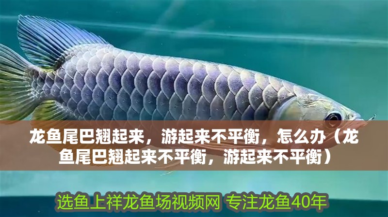 龍魚尾巴翹起來，游起來不平衡，怎么辦（龍魚尾巴翹起來不平衡，游起來不平衡）