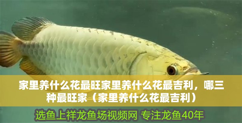 家里養什么花最旺家里養什么花最吉利，哪三種最旺家（家里養什么花最吉利）