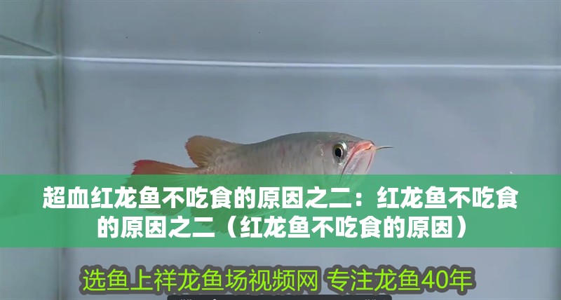 超血紅龍魚不吃食的原因之二：紅龍魚不吃食的原因之二（紅龍魚不吃食的原因）