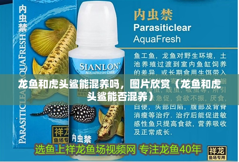 龍魚和虎頭鯊能混養(yǎng)嗎，圖片欣賞（龍魚和虎頭鯊能否混養(yǎng)）