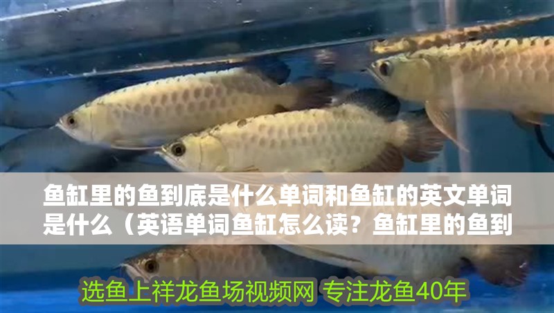 魚缸里的魚到底是什么單詞和魚缸的英文單詞是什么（英語單詞魚缸怎么讀？魚缸里的魚到底是為了什么而活？）