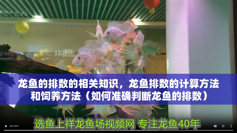 龍魚的排數的相關知識，龍魚排數的計算方法和飼養方法（如何準確判斷龍魚的排數）