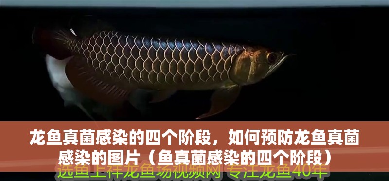 龍魚真菌感染的四個階段，如何預防龍魚真菌感染的圖片（魚真菌感染的四個階段）