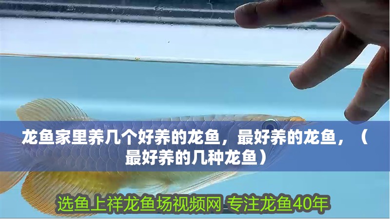 龍魚家里養幾個好養的龍魚，最好養的龍魚，（最好養的幾種龍魚） 龍魚家里養幾個好養的龍魚，最好養的龍魚，（最好養的幾種龍魚） 觀賞魚百科