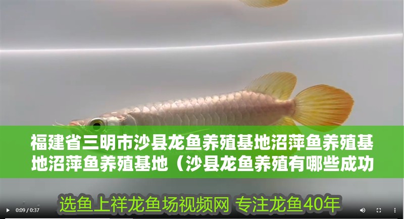 福建省三明市沙縣龍魚養(yǎng)殖基地沼萍魚養(yǎng)殖基地沼萍魚養(yǎng)殖基地（沙縣龍魚養(yǎng)殖有哪些成功案例） 福建省三明市沙縣龍魚養(yǎng)殖基地沼萍魚養(yǎng)殖基地沼萍魚養(yǎng)殖基地（沙縣龍魚養(yǎng)殖有哪些成功案例） 觀賞魚百科 第6張