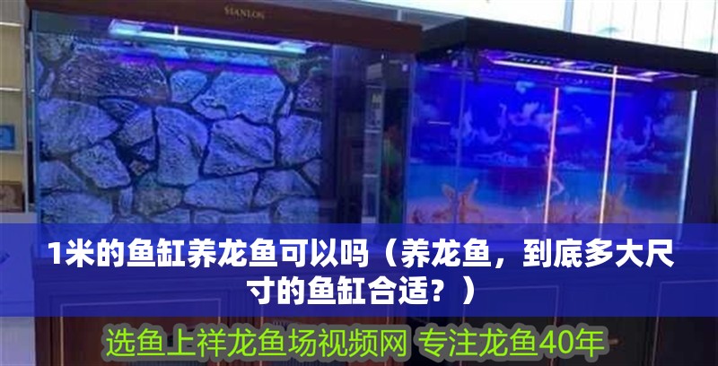1米的魚缸養龍魚可以嗎（養龍魚，到底多大尺寸的魚缸合適？）
