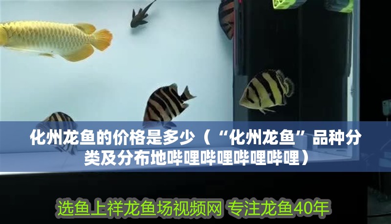 化州龍魚的價格是多少（“化州龍魚”品種分類及分布地嗶哩嗶哩嗶哩嗶哩） 化州龍魚的價格是多少（“化州龍魚”品種分類及分布地嗶哩嗶哩嗶哩嗶哩） 觀賞魚百科 第12張