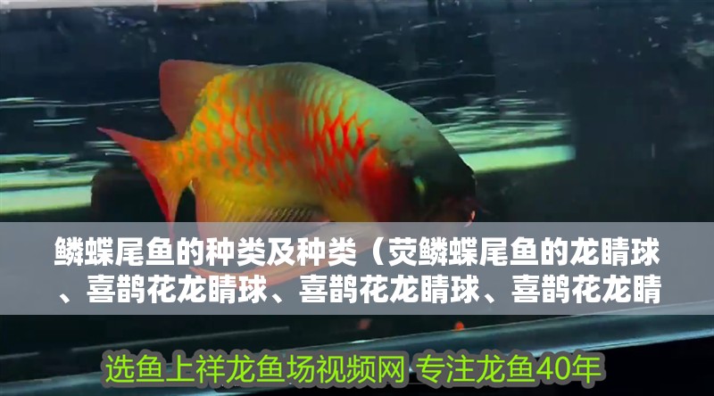 鱗蝶尾魚的種類及種類（熒鱗蝶尾魚的龍睛球、喜鵲花龍睛球、喜鵲花龍睛球、喜鵲花龍睛）