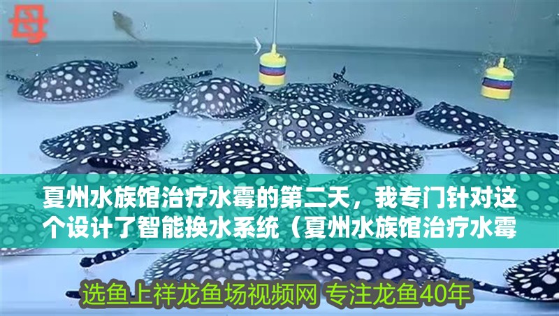 夏州水族館治療水霉的第二天，我專門針對這個設計了智能換水系統（夏州水族館治療水霉病的第二天）