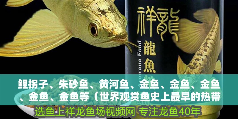 鯉拐子、朱砂魚、黃河魚、金魚、金魚、金魚、金魚、金魚等（世界觀賞魚史上最早的熱帶魚品種知識）