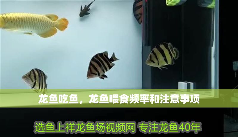 龍魚吃魚，龍魚喂食頻率和注意事項(xiàng)