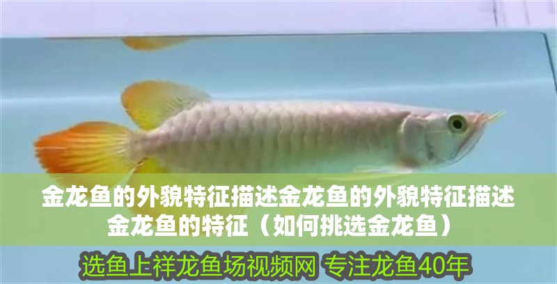 金龍魚的外貌特征描述金龍魚的外貌特征描述金龍魚的特征（如何挑選金龍魚）