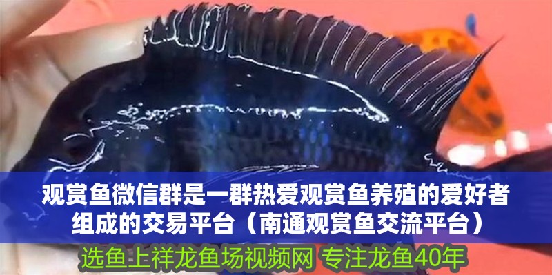 觀賞魚微信群是一群熱愛觀賞魚養(yǎng)殖的愛好者組成的交易平臺(tái)（南通觀賞魚交流平臺(tái)）