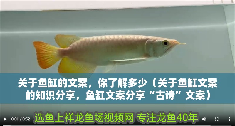 關于魚缸的文案，你了解多少（關于魚缸文案的知識分享，魚缸文案分享“古詩”文案） 關于魚缸的文案，你了解多少（關于魚缸文案的知識分享，魚缸文案分享“古詩”文案） 觀賞魚百科