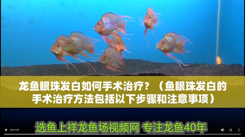 龍魚眼珠發(fā)白如何手術(shù)治療？（魚眼珠發(fā)白的手術(shù)治療方法包括以下步驟和注意事項(xiàng)）