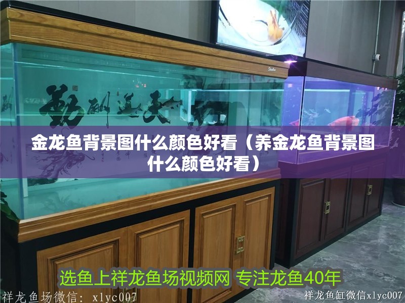 金龍魚背景圖什么顏色好看（養金龍魚背景圖什么顏色好看）