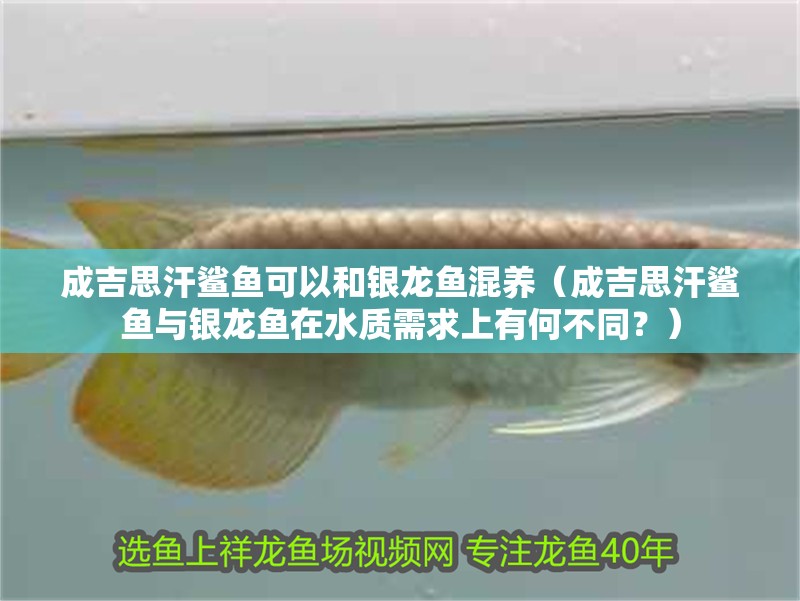 成吉思汗鯊魚可以和銀龍魚混養(yǎng)（成吉思汗鯊魚與銀龍魚在水質(zhì)需求上有何不同？）