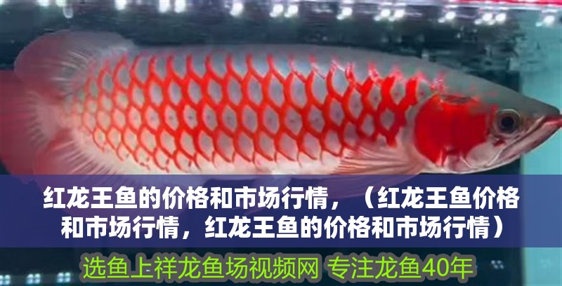 紅龍王魚的價格和市場行情，（紅龍王魚價格和市場行情，紅龍王魚的價格和市場行情）