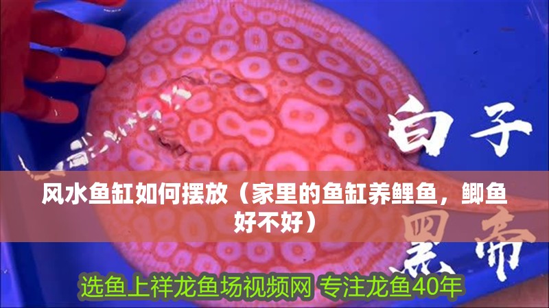 風水魚缸如何擺放（家里的魚缸養鯉魚，鯽魚好不好）