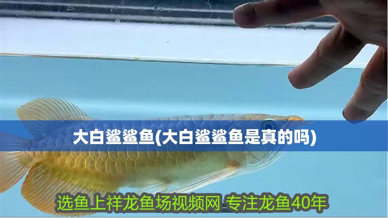 大白鯊鯊魚(大白鯊鯊魚是真的嗎)