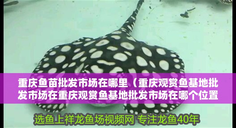 重慶魚苗批發(fā)市場(chǎng)在哪里（重慶觀賞魚基地批發(fā)市場(chǎng)在重慶觀賞魚基地批發(fā)市場(chǎng)在哪個(gè)位置）
