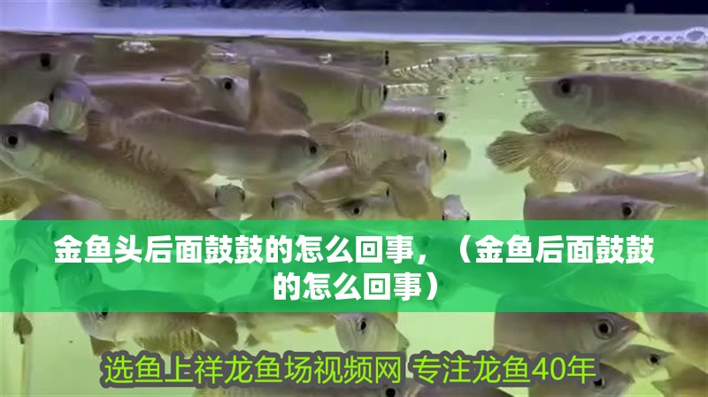 金魚頭后面鼓鼓的怎么回事，（金魚后面鼓鼓的怎么回事） 金魚頭后面鼓鼓的怎么回事，（金魚后面鼓鼓的怎么回事） 觀賞魚百科