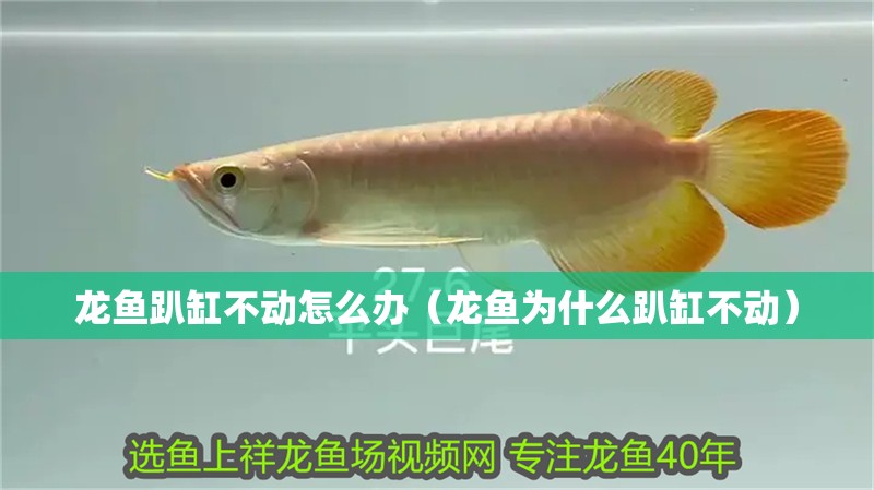 龍魚趴缸不動怎么辦（龍魚為什么趴缸不動）