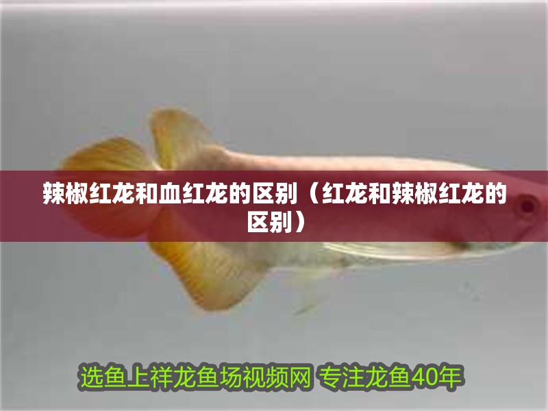 辣椒紅龍和血紅龍的區(qū)別（紅龍和辣椒紅龍的區(qū)別）