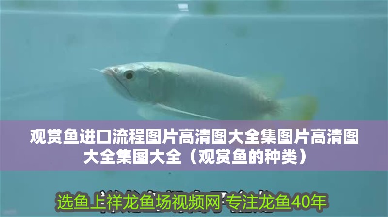 觀賞魚進口流程圖片高清圖大全集圖片高清圖大全集圖大全（觀賞魚的種類） 觀賞魚進口流程圖片高清圖大全集圖片高清圖大全集圖大全（觀賞魚的種類） 觀賞魚百科