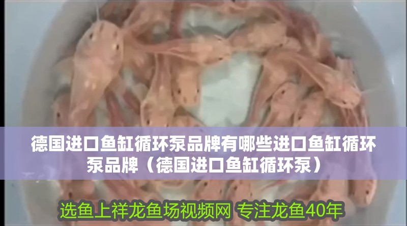 德國進口魚缸循環泵品牌有哪些進口魚缸循環泵品牌（德國進口魚缸循環泵） 德國進口魚缸循環泵品牌有哪些進口魚缸循環泵品牌（德國進口魚缸循環泵） 觀賞魚百科