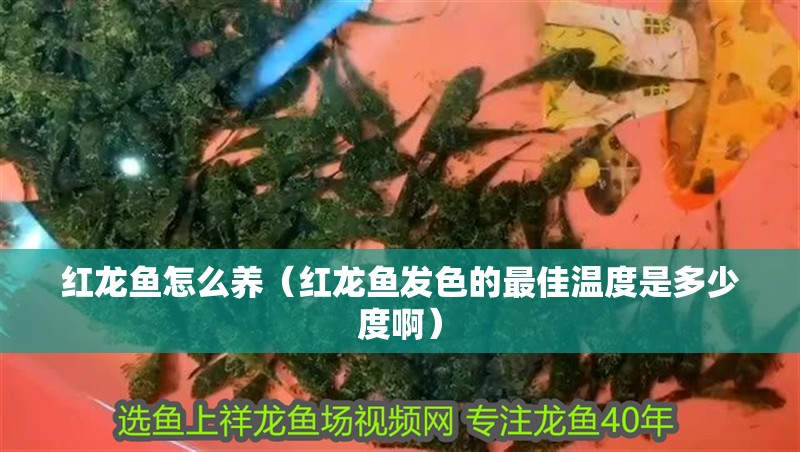 紅龍魚怎么養（紅龍魚發色的最佳溫度是多少度啊）