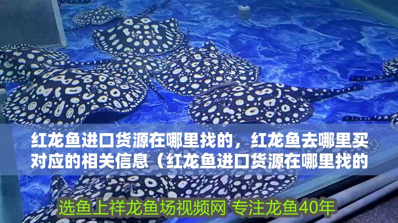 紅龍魚進口貨源在哪里找的，紅龍魚去哪里買對應的相關信息（紅龍魚進口貨源在哪里找的）