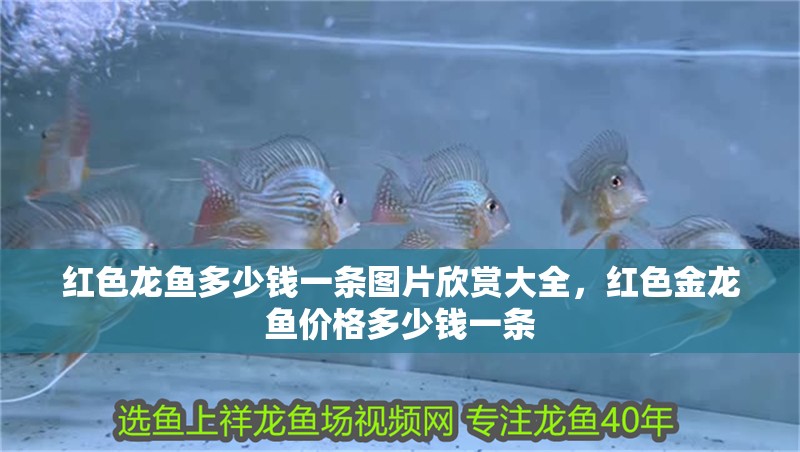 紅色龍魚(yú)多少錢(qián)一條圖片欣賞大全，紅色金龍魚(yú)價(jià)格多少錢(qián)一條 紅色龍魚(yú)多少錢(qián)一條圖片欣賞大全，紅色金龍魚(yú)價(jià)格多少錢(qián)一條 觀賞魚(yú)百科