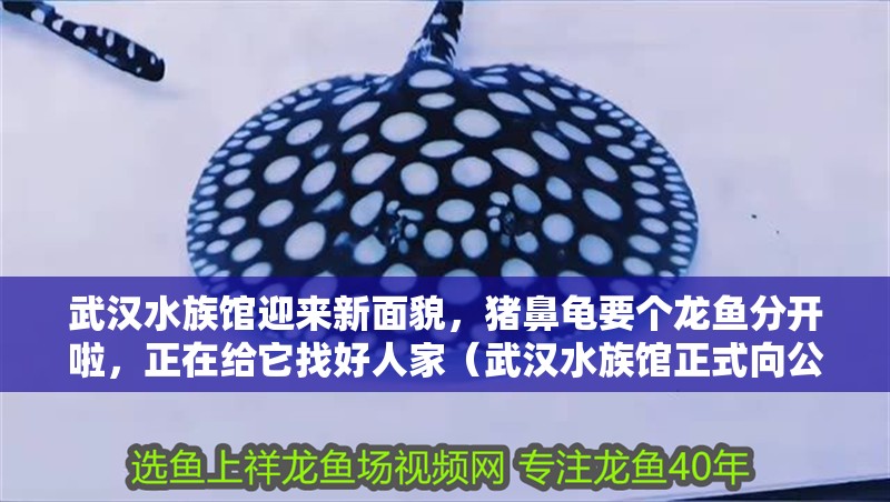 武漢水族館迎來新面貌，豬鼻龜要個龍魚分開啦，正在給它找好人家（武漢水族館正式向公眾開放）