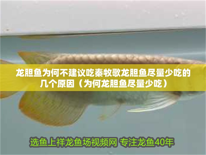 龍膽魚為何不建議吃秦牧歌龍膽魚盡量少吃的幾個原因（為何龍膽魚盡量少吃）