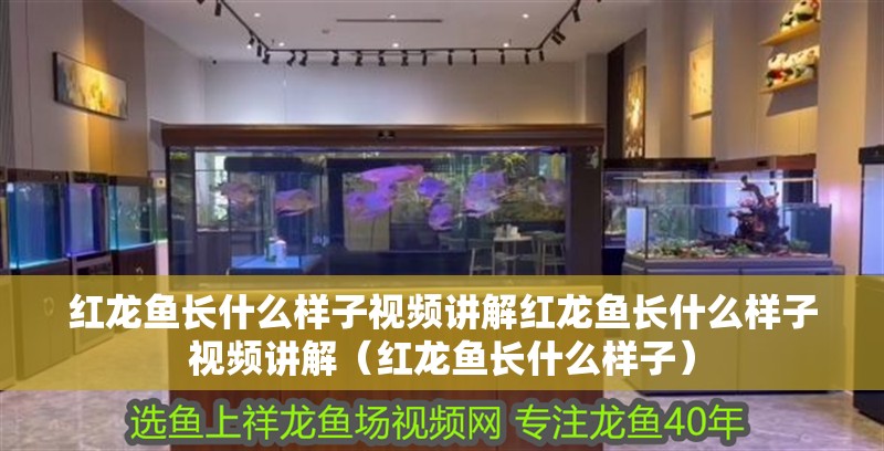 紅龍魚長什么樣子視頻講解紅龍魚長什么樣子視頻講解（紅龍魚長什么樣子）