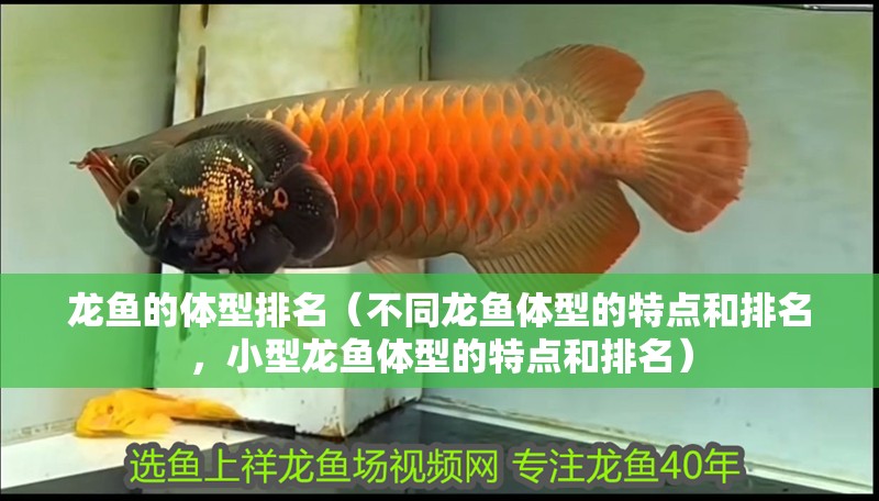 龍魚的體型排名（不同龍魚體型的特點和排名，小型龍魚體型的特點和排名）